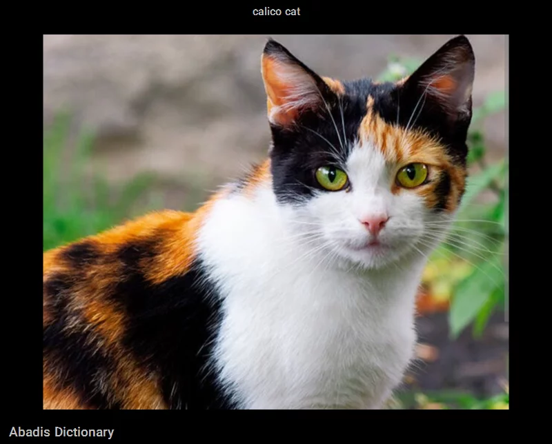 calico cat